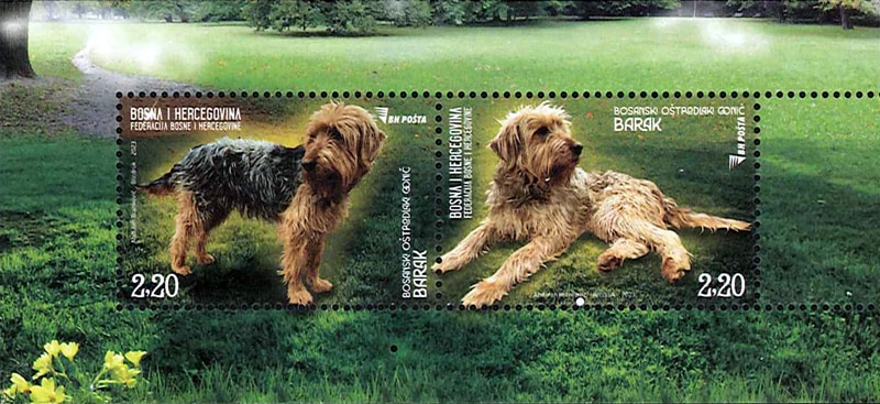 ܥ˥إĥʡܥ˥󡦥եإɡϥS/S(1)