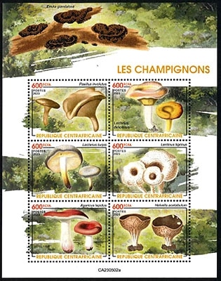 ������եꥫ�����Υ�M/S(1)