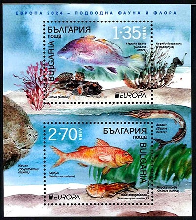 ֥륬ꥢ衼åڼ2024S/S(1)