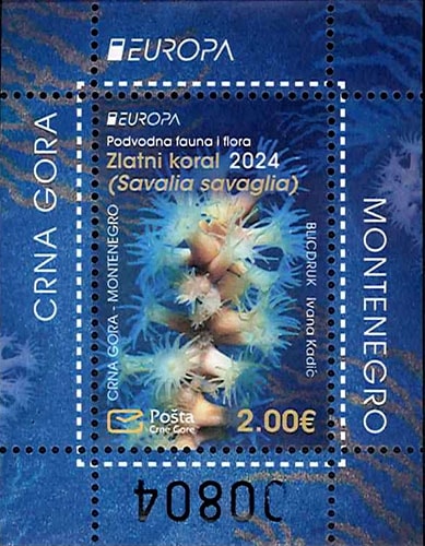 ƥͥ衼åڼ2024S/S(1)