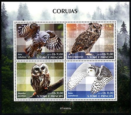 SALEۥȥץ󥷥ڡեM/S(1)