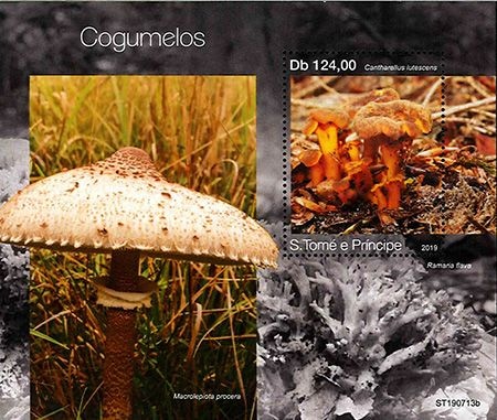 SALEۥȥץ󥷥ڡΥS/S(1)