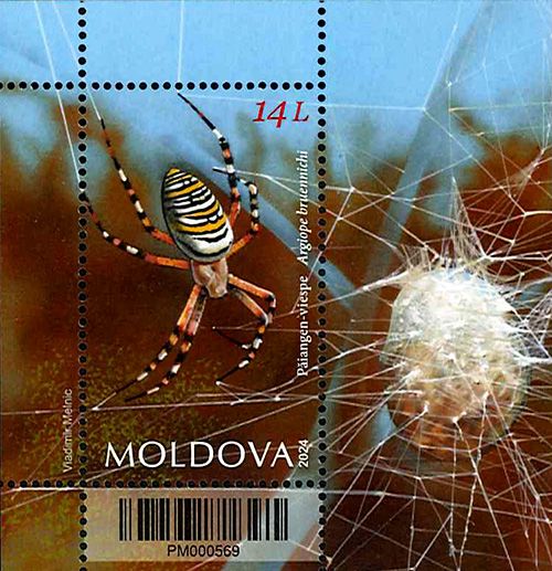 ���ɥС����Ǵ�����S/S(1)