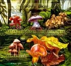 ������եꥫ�����Υ�M/S(1)