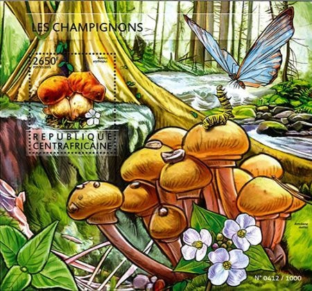 ������եꥫ�����Υ�S/S(1)