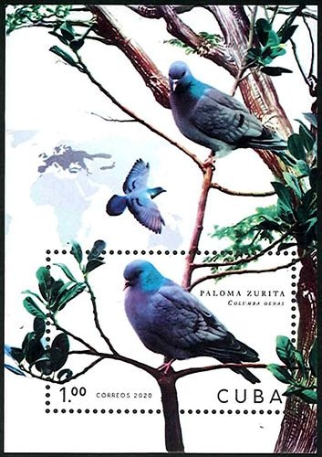 ���塼�С��ϥ�S/S(1)