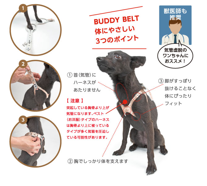 Хǥ٥ȡBUDDY BELTS)  롿Premium