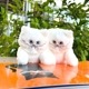 umao | しろねこ ぬいぐるみ