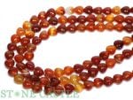 �ڥ��åȥӡ�����ŷ�������ͥꥢ�� (2A) �ϡ��ȷ� 10mm