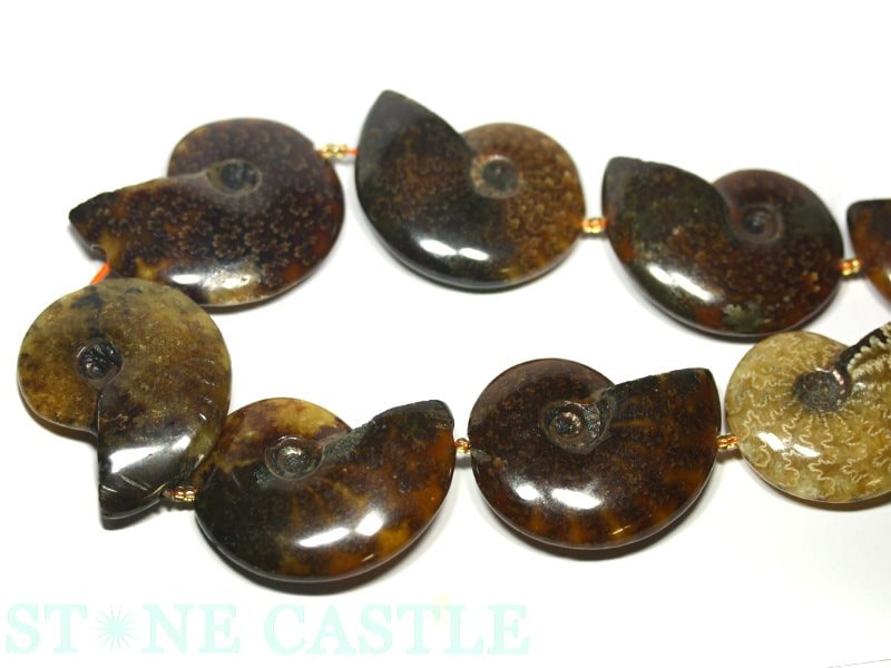 �ڥ��åȥӡ����ۥ����ʥ���