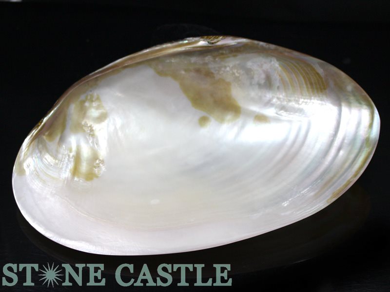 ���֤��С۳��� (��) (1��)