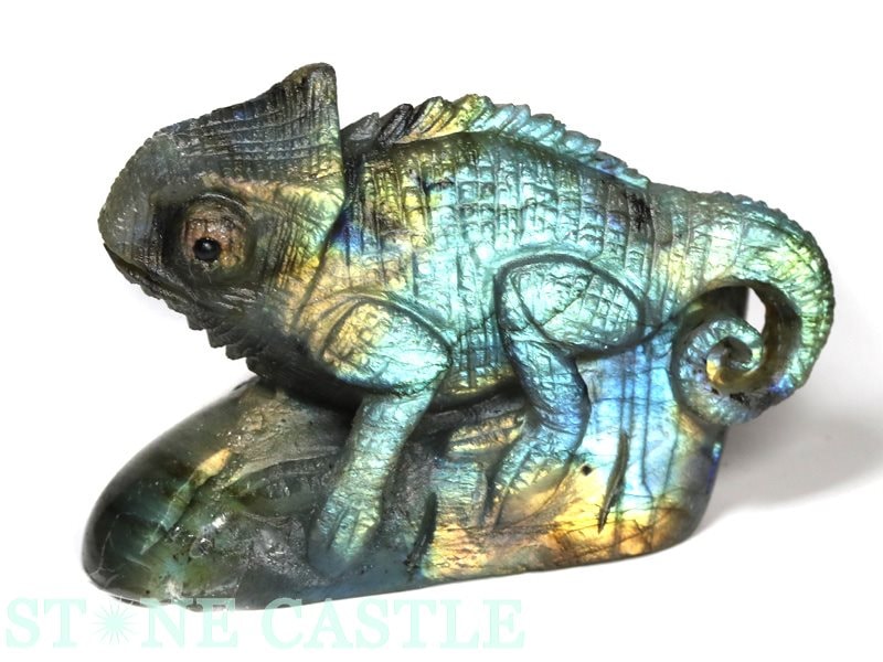 ����ʪ����ʪ����Ħ����ʪ�ۥ���쥪�� ��֥�ɥ饤�� No.08