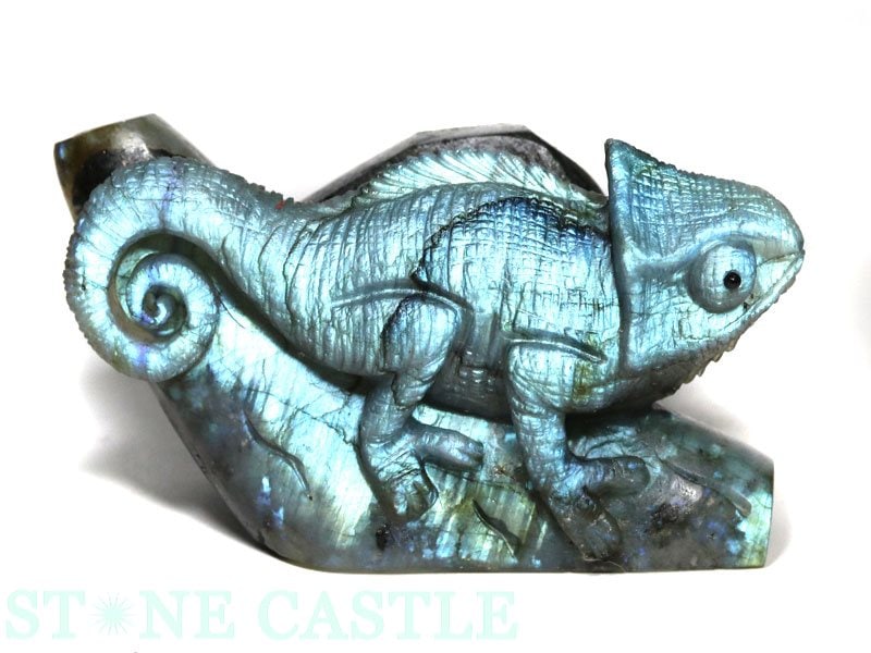 ����ʪ����ʪ����Ħ����ʪ�ۥ���쥪�� ��֥�ɥ饤�� No.16