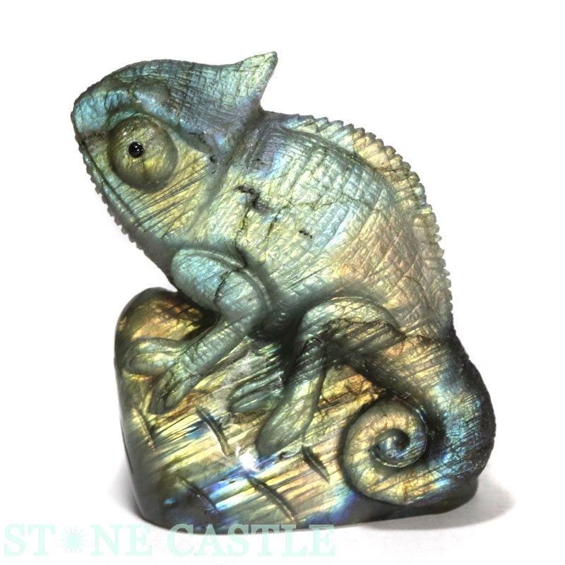 ����ʪ����ʪ����Ħ����ʪ�ۥ���쥪�� ��֥�ɥ饤�� No.25