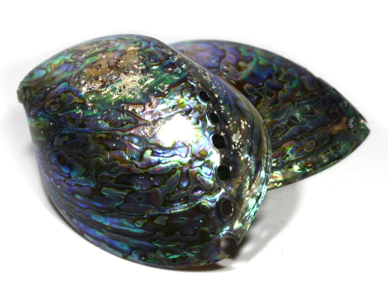 置き石】アバロンシェル (アワビ貝殻) (1個) (大) (数量限定商品