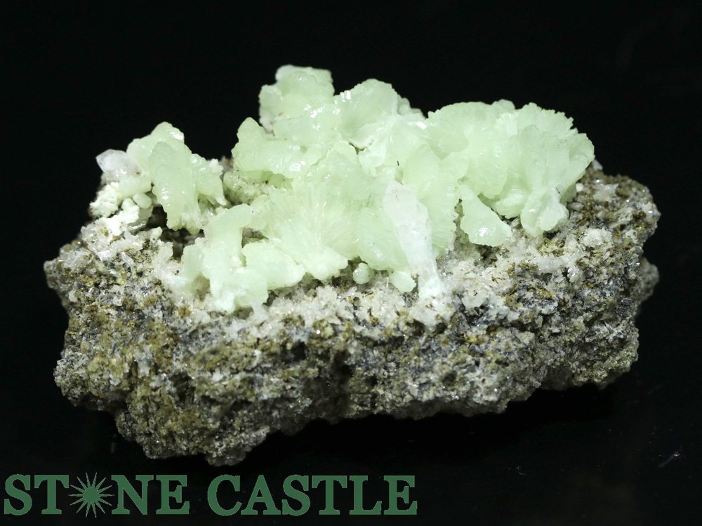 ������ʪ���ڸ��Сۥץ�ʥ��� ���Х��쥯����� No.37