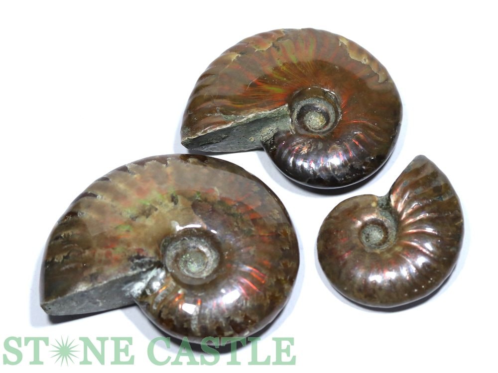 ������ʪ���ڲ��Сۥ����饤��(�����饤��) (3�ĥ��å�) No.21