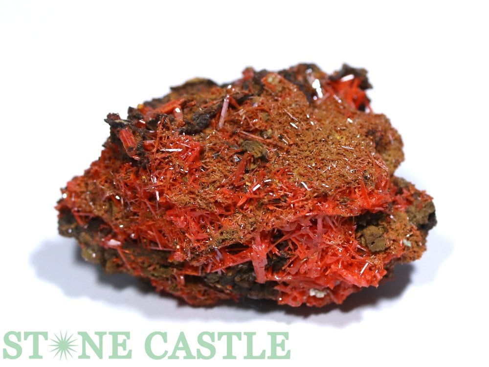 ������ʪ���ڸ��Сۥ����������� No.01