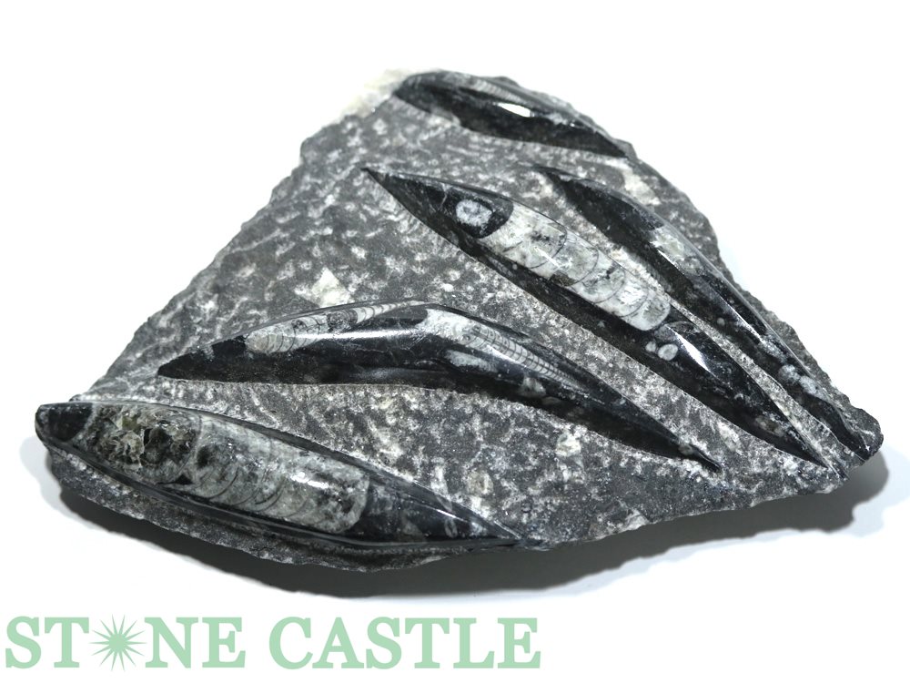 オルソセラスの化石のオブジェ オルソセラス（オーソセラス） 化石