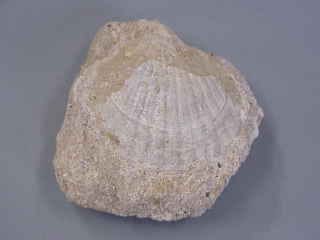 �ݥ꥾�����ھ����ɺ��