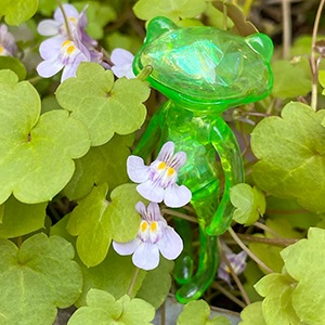 եե ե ⡼ / FWF Phil Maurine