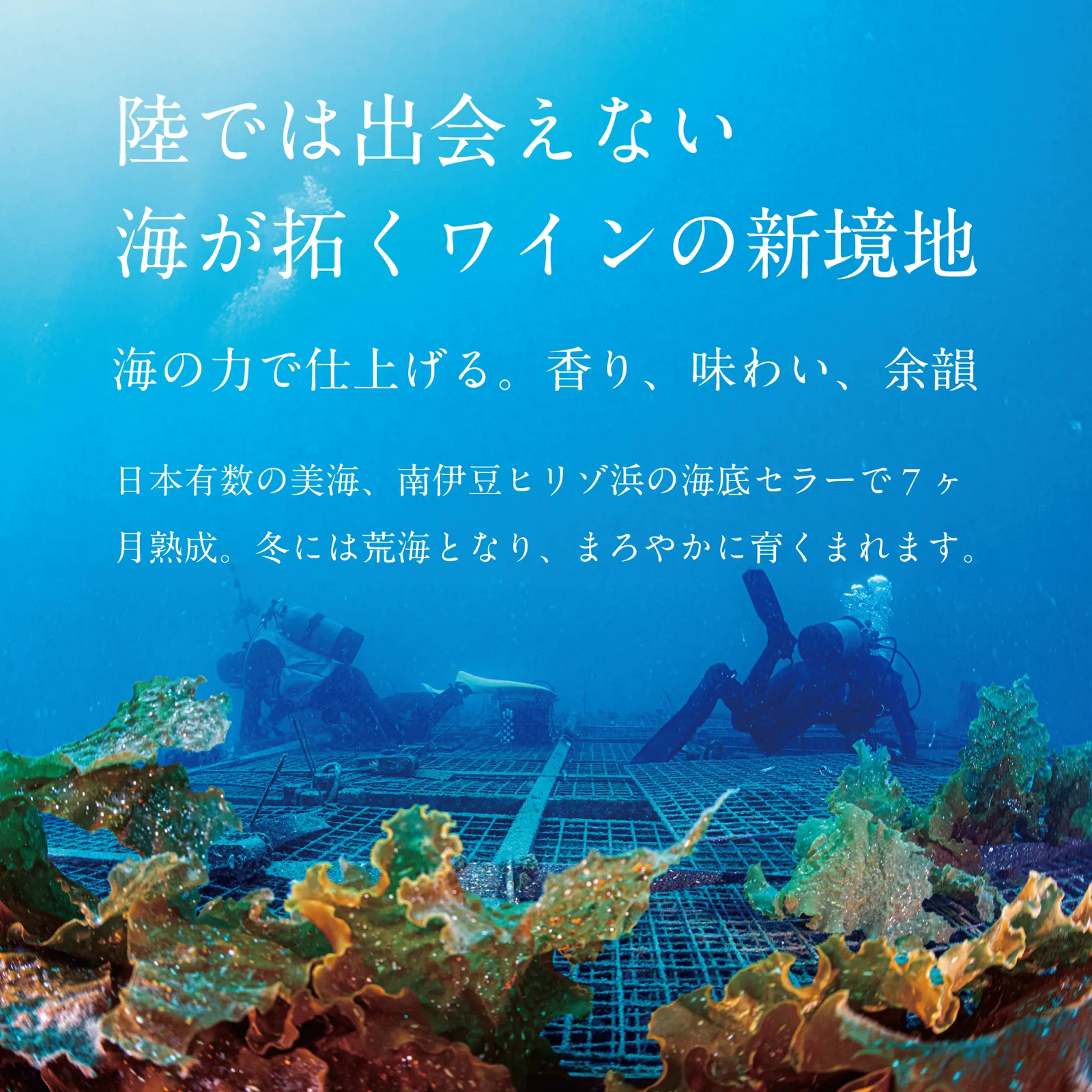 SUBRINA ACT5 2021 /  ギフトボックス /赤 シラー フルボディ