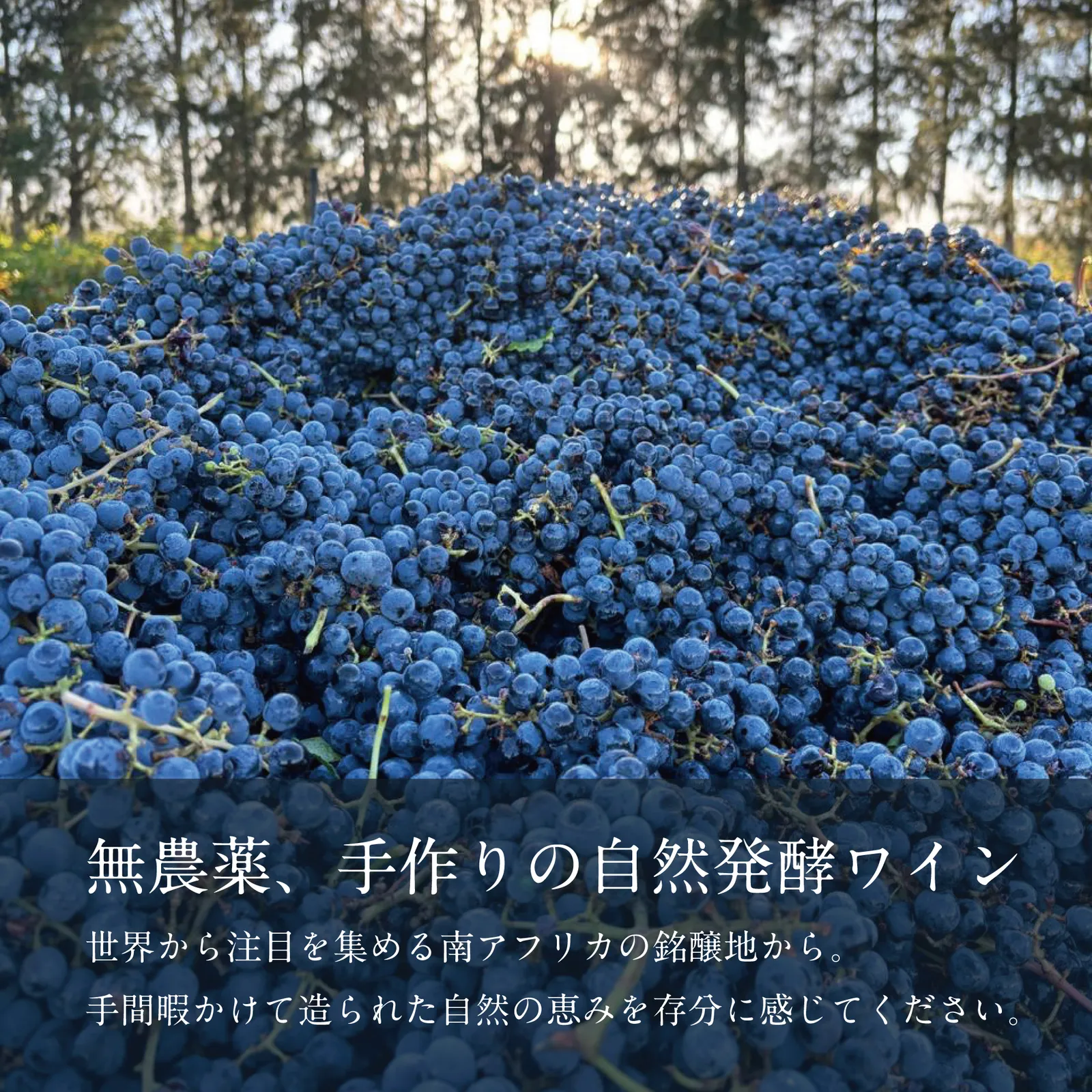 SUBRINA ACT5 2021 /  FORGIVING QUOTESラッピング・ソムリエナイフ付 /赤 シラー フルボディ