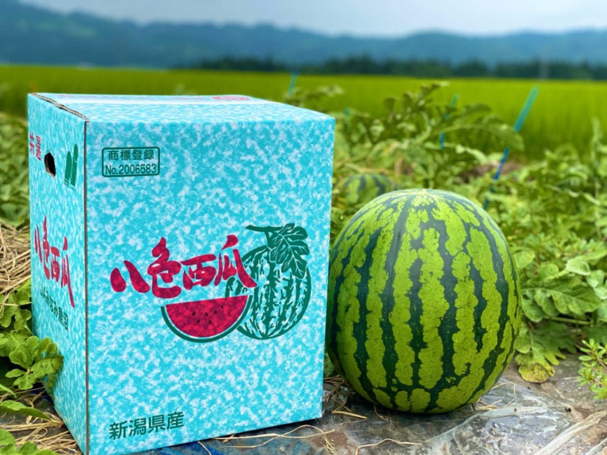 【新潟県産 八色スイカ】A品5Lサイズ