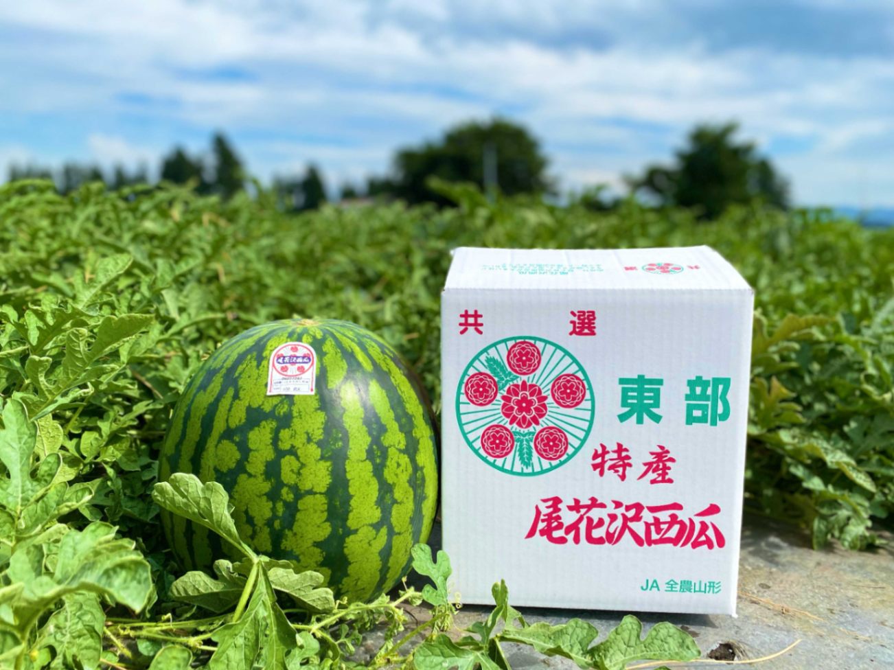 【山形県産 尾花沢スイカ】秀品6Lサイズ