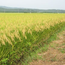 生命あふれる田んぼのお米　玄米（宮城県　ひとめぼれ）2kg