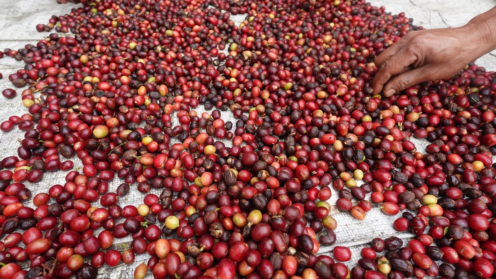 �ե����쥹 ����� ����ǥ� �ʥ�����