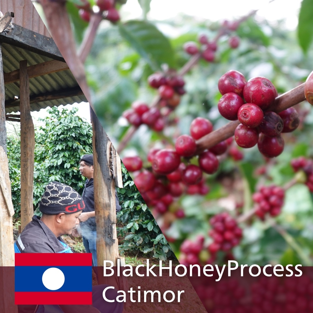 ボラベン ダンサワン ソムプー ブラックハニー | コーヒー,ラオス珈琲