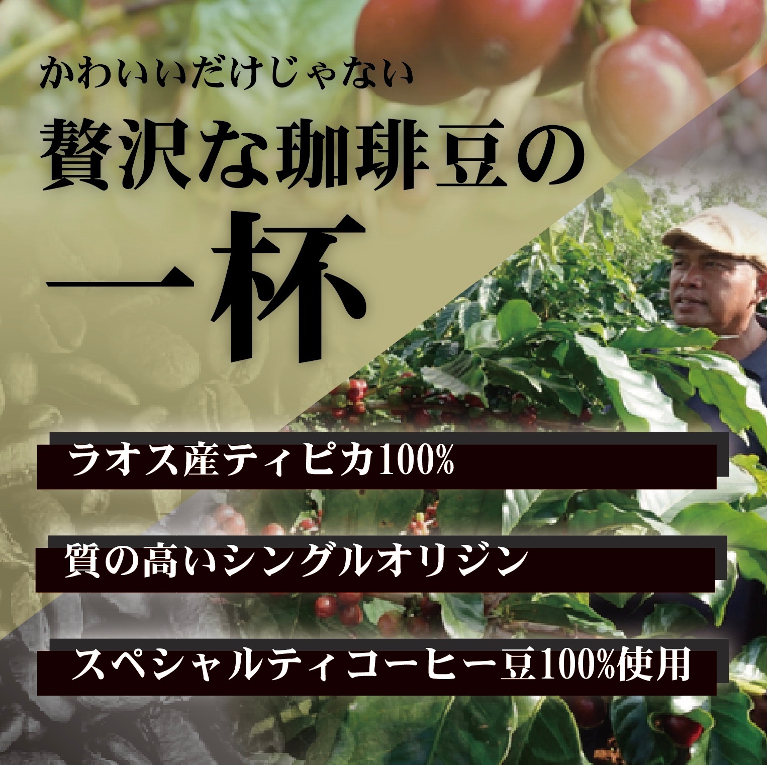 �ڥۥ磻�ȥǡ����ָ���ۥ�ȥ�ߥ� 12������ �ɥ�åץХå����եȥ��åȡ�����̵����