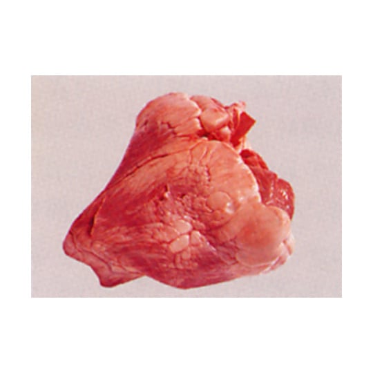 �񻺵��ϥġʿ�¡�ˡ�Ȣ��ꡡ10���