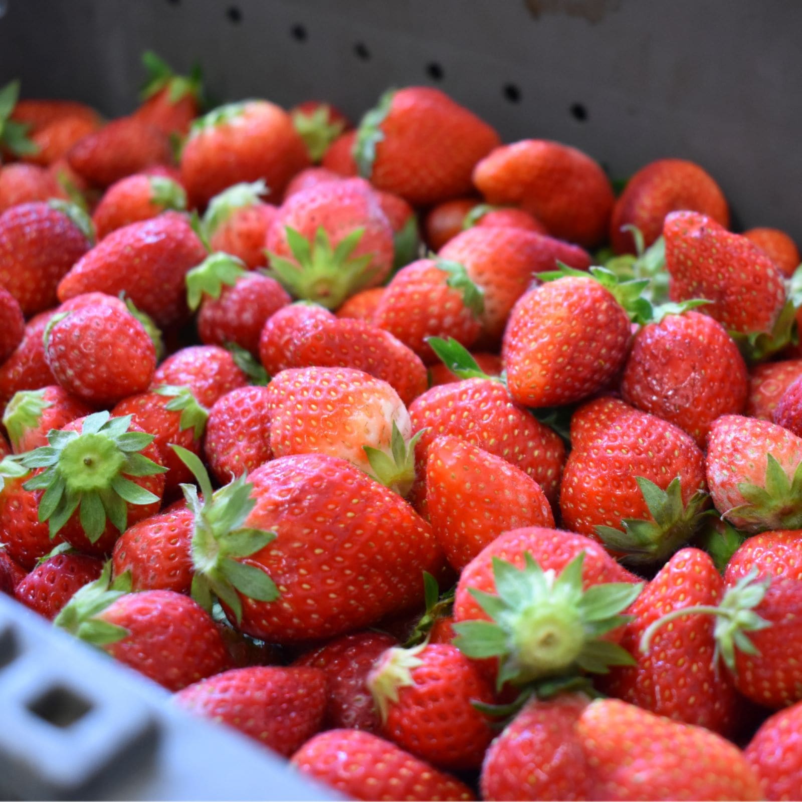 ե롼ĥ磻󥻥åȡȢ