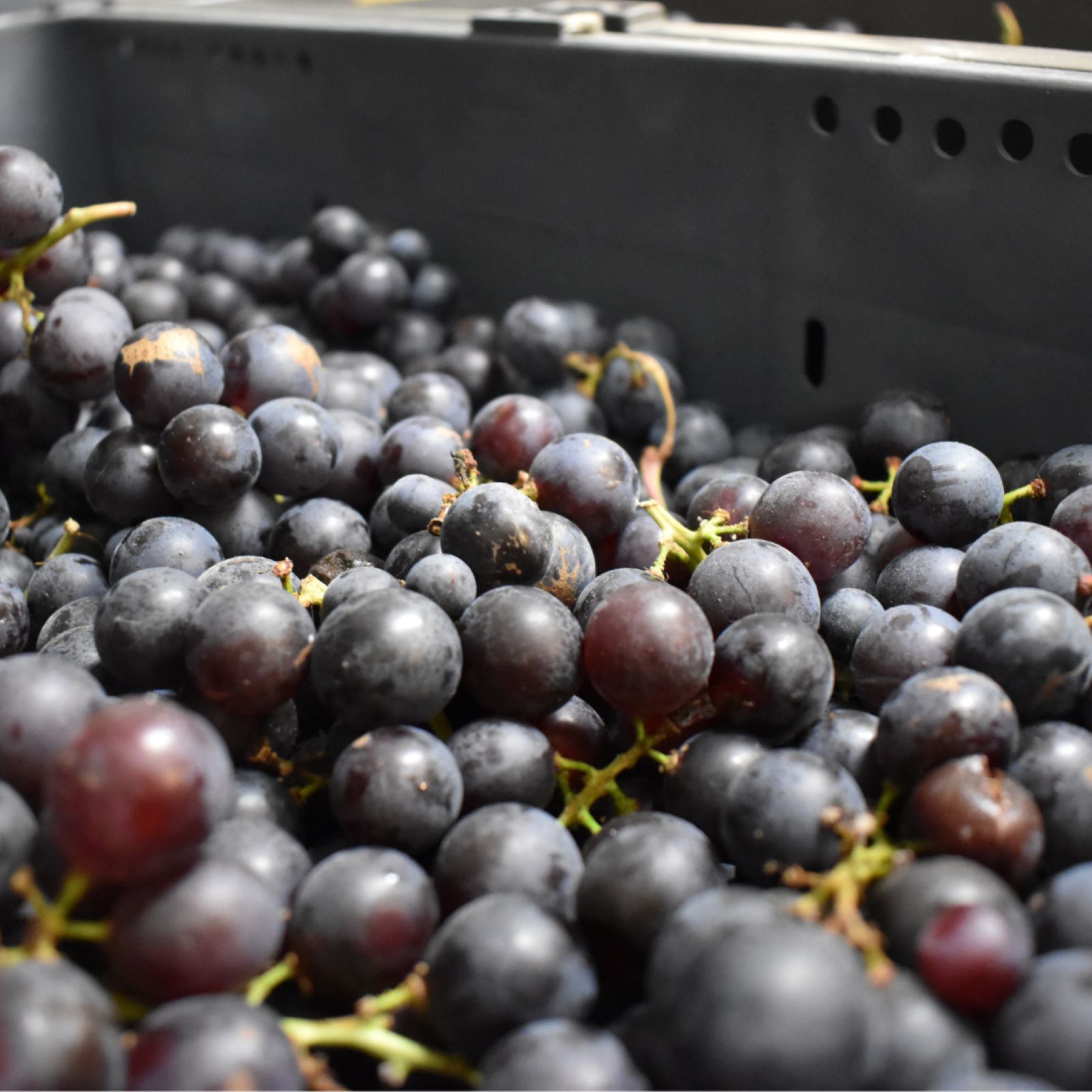 ŷڥ磻ۥ磻ȥ塼٥󥯥饷å 2024 720ml