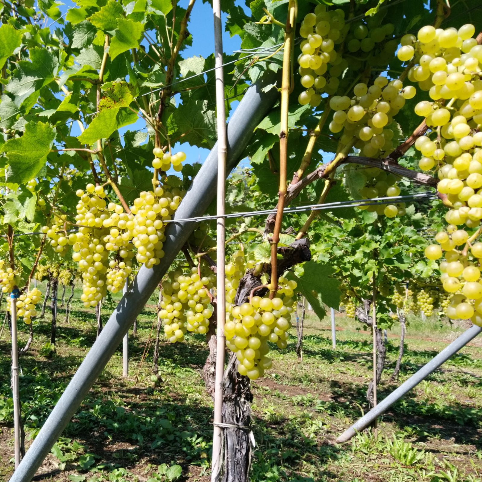 ޥ磻ʥ꡼̥֥ǡ25 720ml