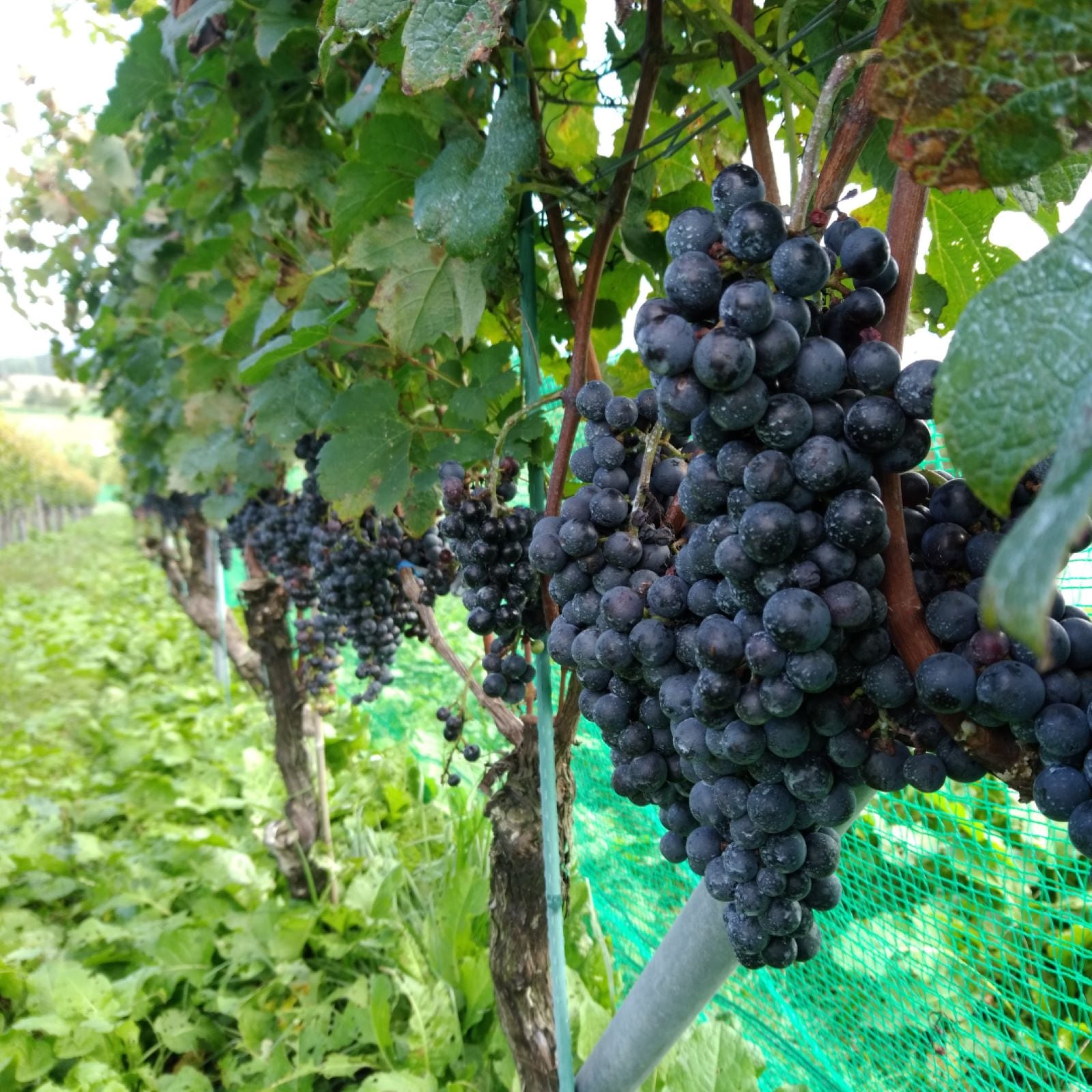 ���̥磻��Deni 2023 720ml