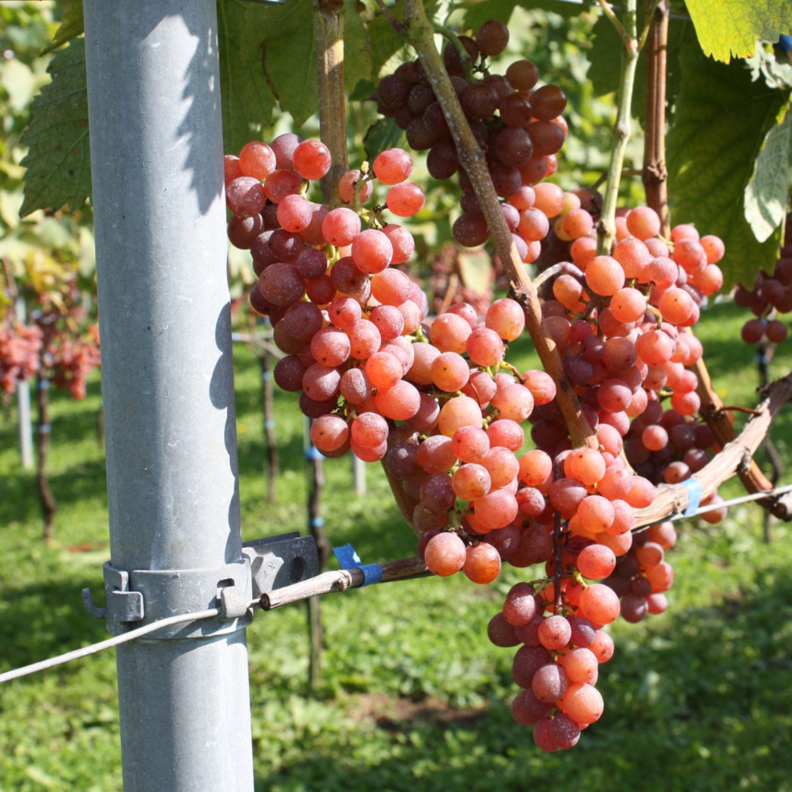 ̥磻KanonRose 2024 720ml