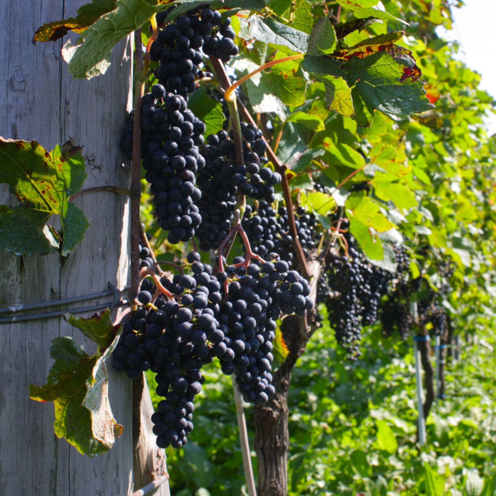 ̥磻KanonRose 2024 720ml