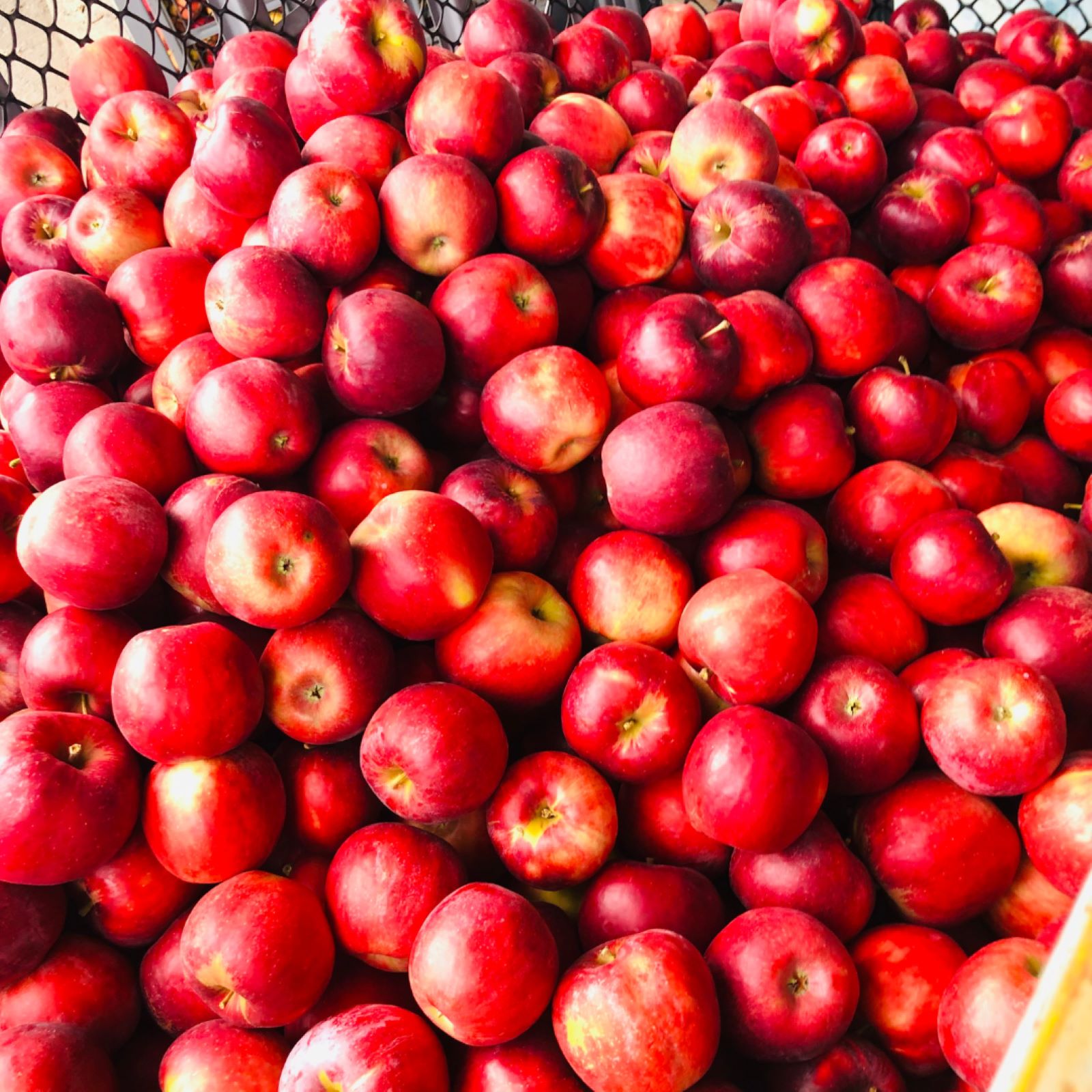 �Ŀ�����եȥ磻�� ���åץ� 720ml