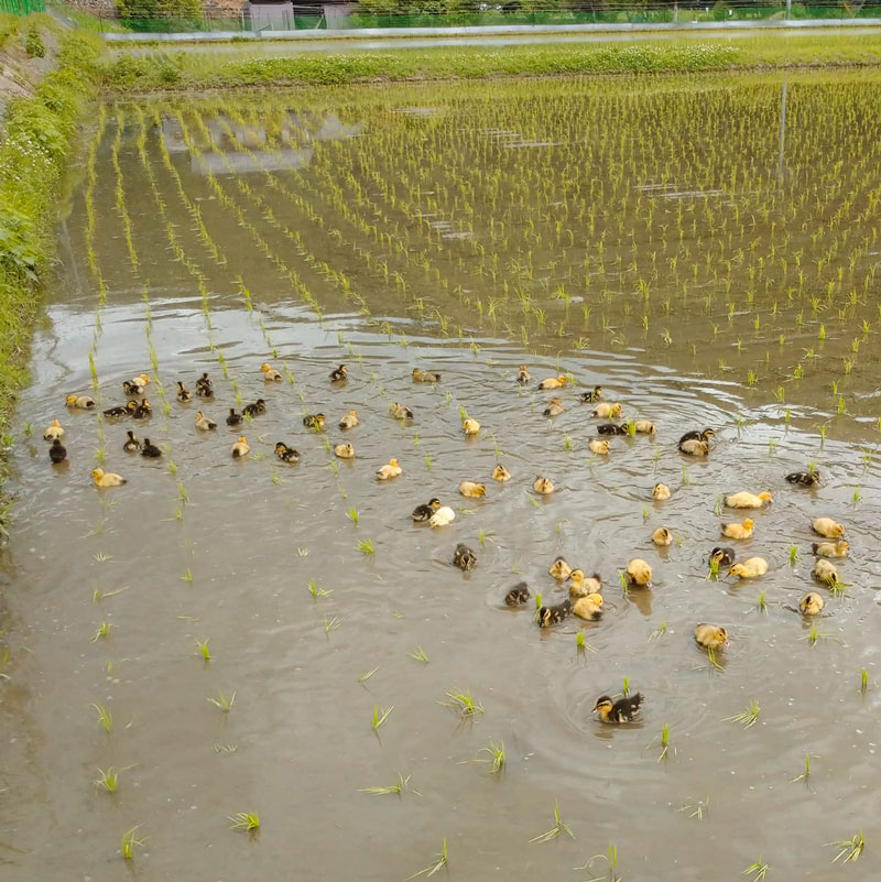 2025ǯٻؤ̤ह̵ͭΤơòÿơơʬŤƤ̤1kg2kg3kg5kg10kgΤ