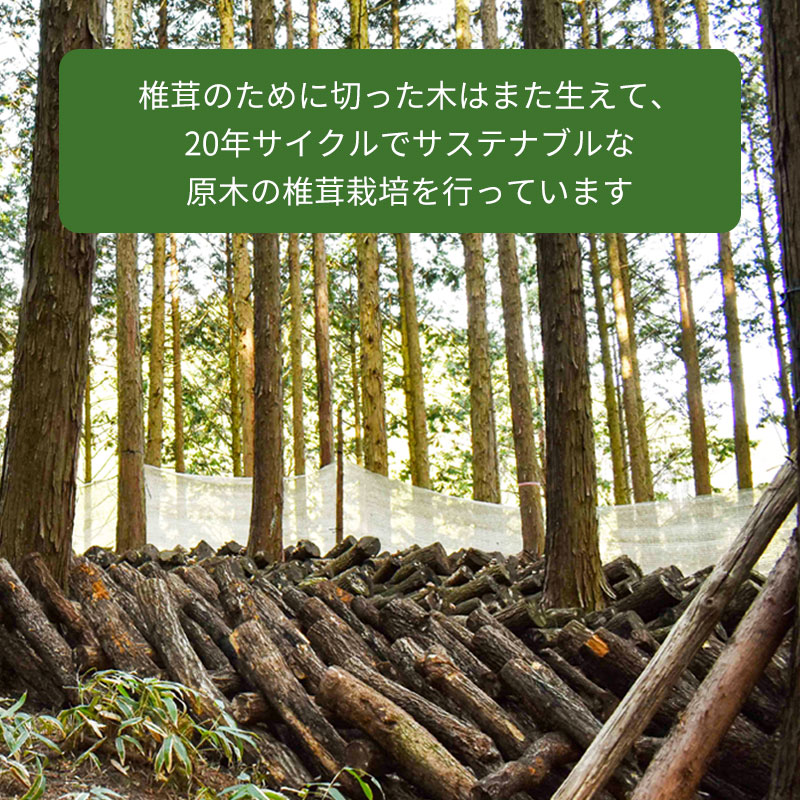 原木栽培ビッグサイズの国産干し椎茸『山育ち大どんこ〜20年仕込〜』｜岡山県産70g〜350g｜通販お取り寄せ