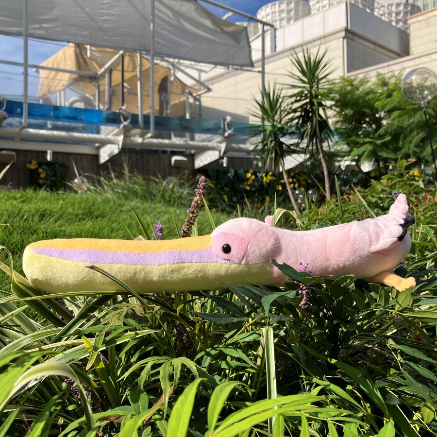 水族館オリジナル】にぎっ太郎 モモイロペリカン | サンシャイン水族館