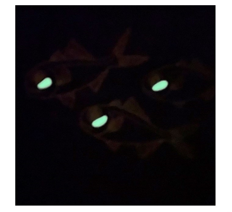 �����å��塡�ʥҥ��ꥭ��������