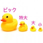 �����������ҥ�(�ӥå�) 6�ĥ��å�