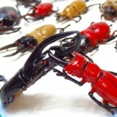 �з衪���塞�������֥� 100�ĥ��å�