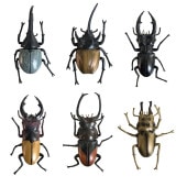 ꥢκե奢part2 BIG 6ĥå