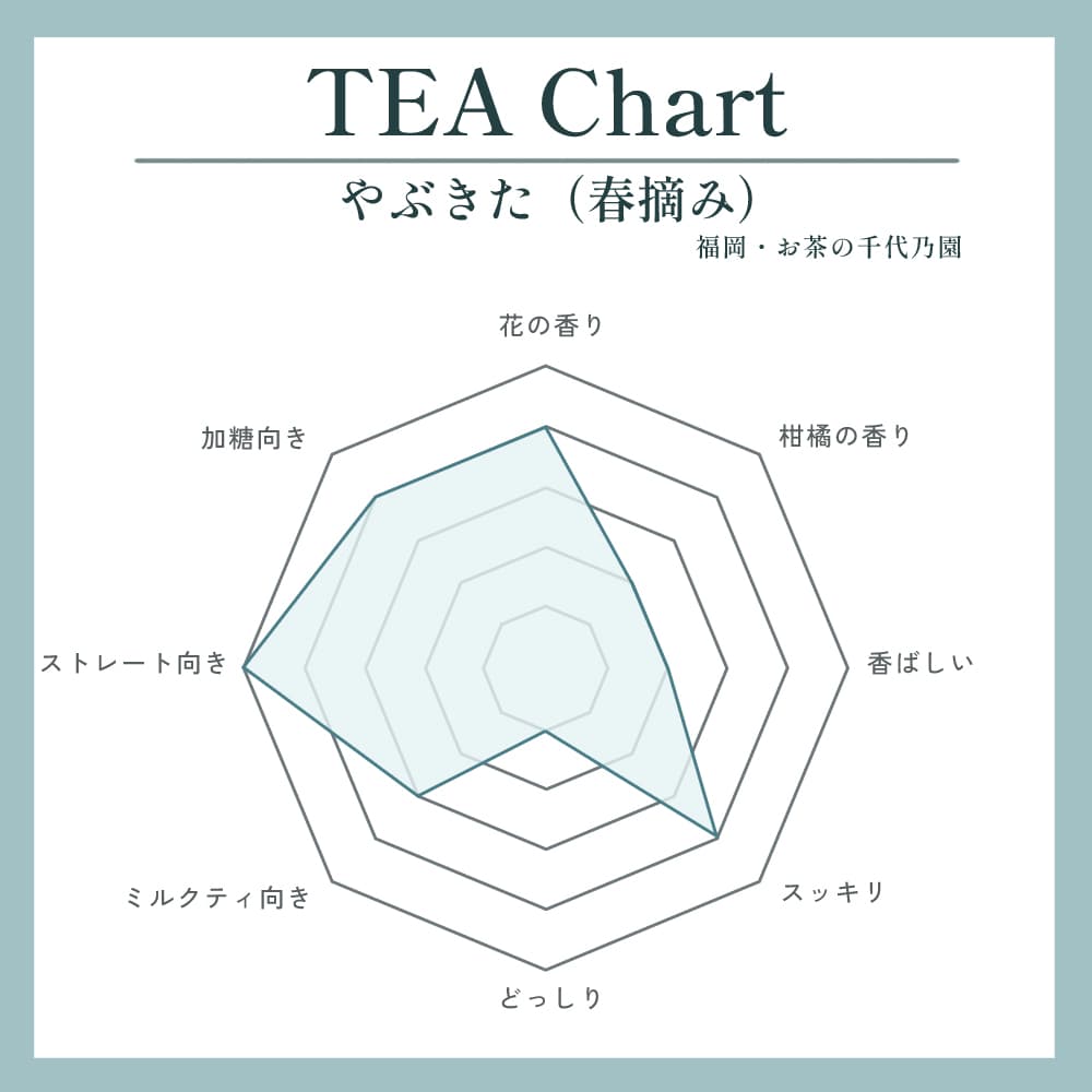 やぶきた(春摘み)写真2