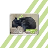 ケン（ニホンツキノワグマ）／アクリルマグネット